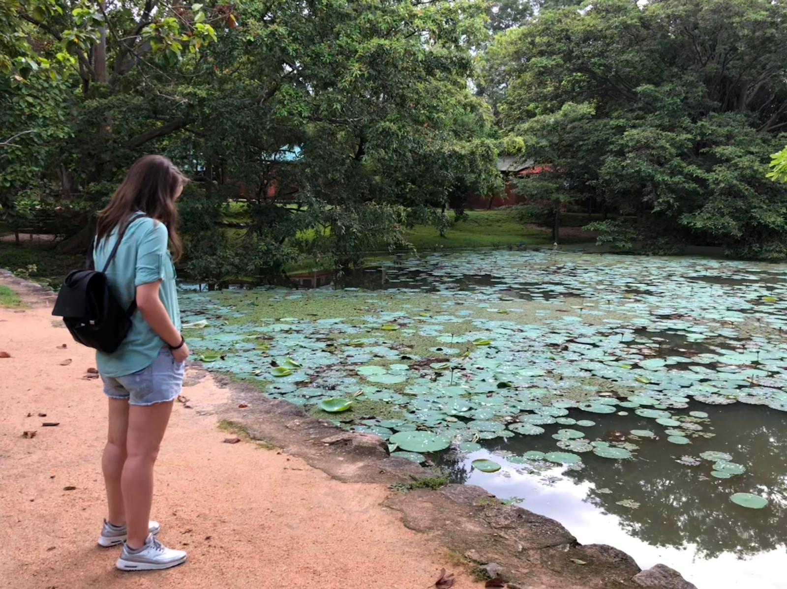 Lago de lotos en Sri Lanka